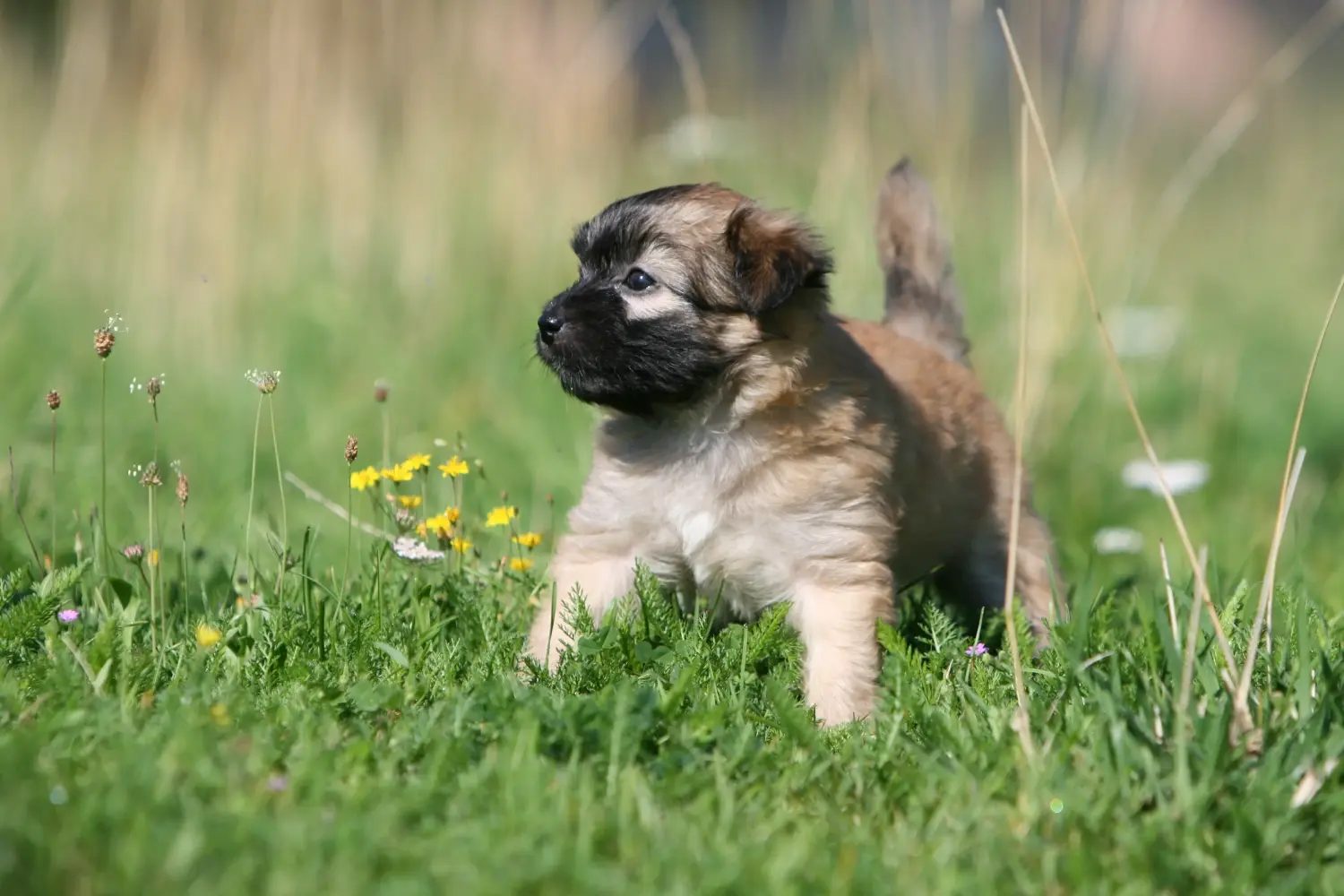 Een Berger des Pyrenees puppy kopen betekent verantwoordelijkheid nemen! Koop Berger des Pyrenees puppy's.