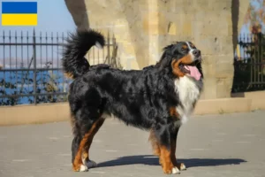 Lees meer over het artikel Berner Sennenhondenfokker en Puppies in Oekraïne