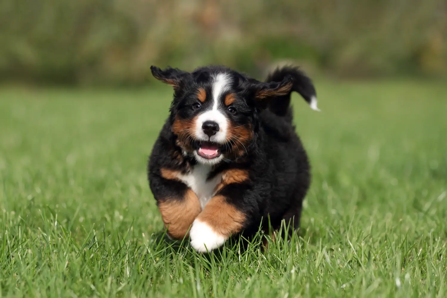 Een Berner Sennenhond puppy kopen betekent verantwoordelijkheid nemen! Berner Sennenhond puppy's kopen.