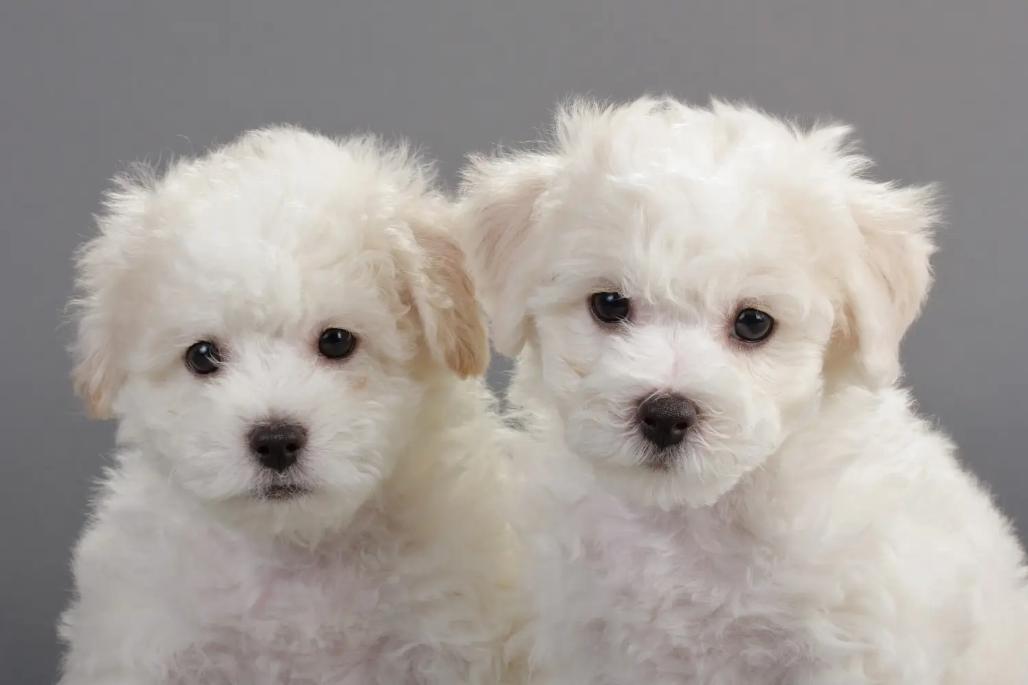Een Bichon Frisé puppy kopen betekent verantwoordelijkheid nemen! Bichon Frisé puppy kopen.