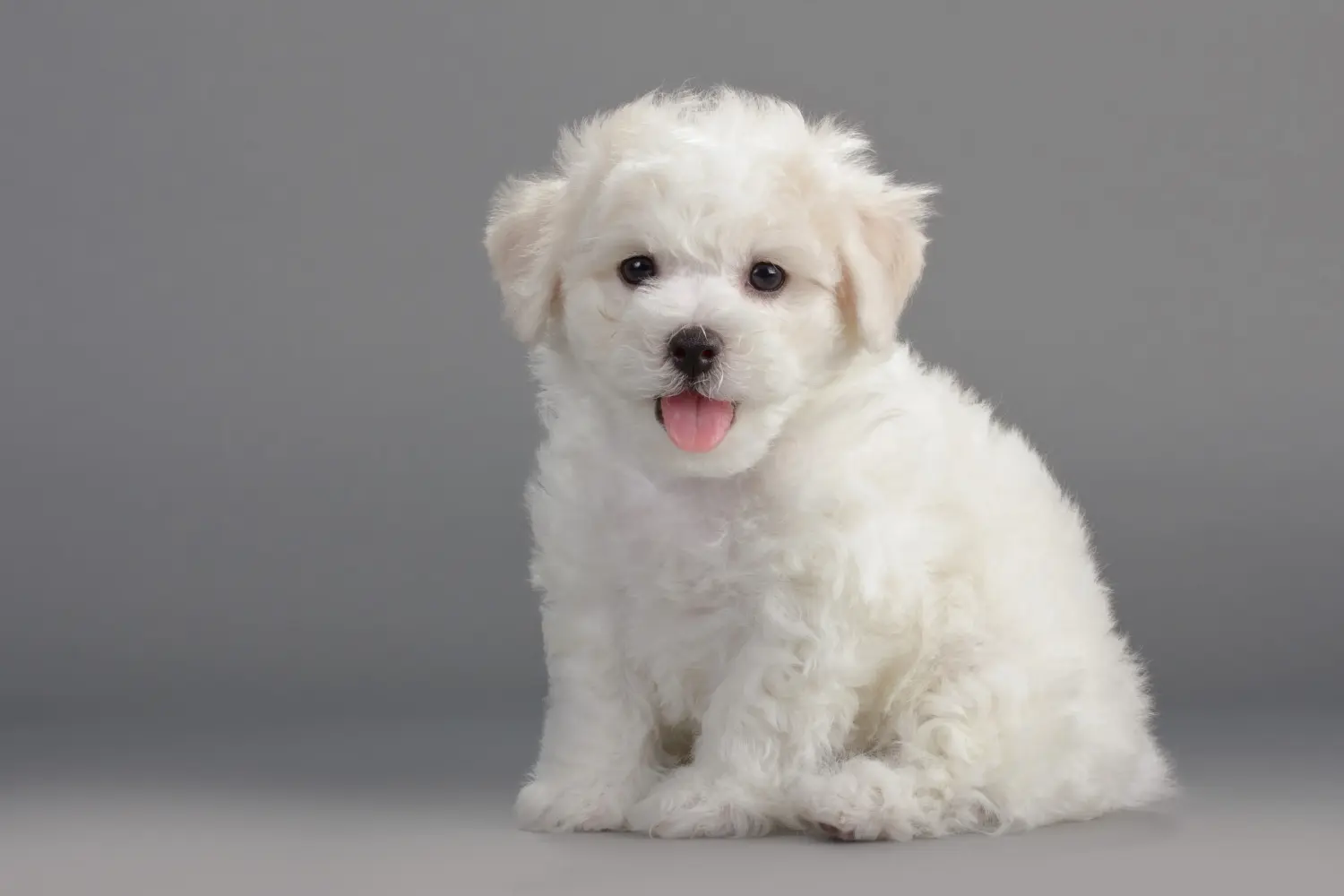 Een Bichon Frisé puppy kopen betekent verantwoordelijkheid nemen! Bichon Frisé puppy kopen.