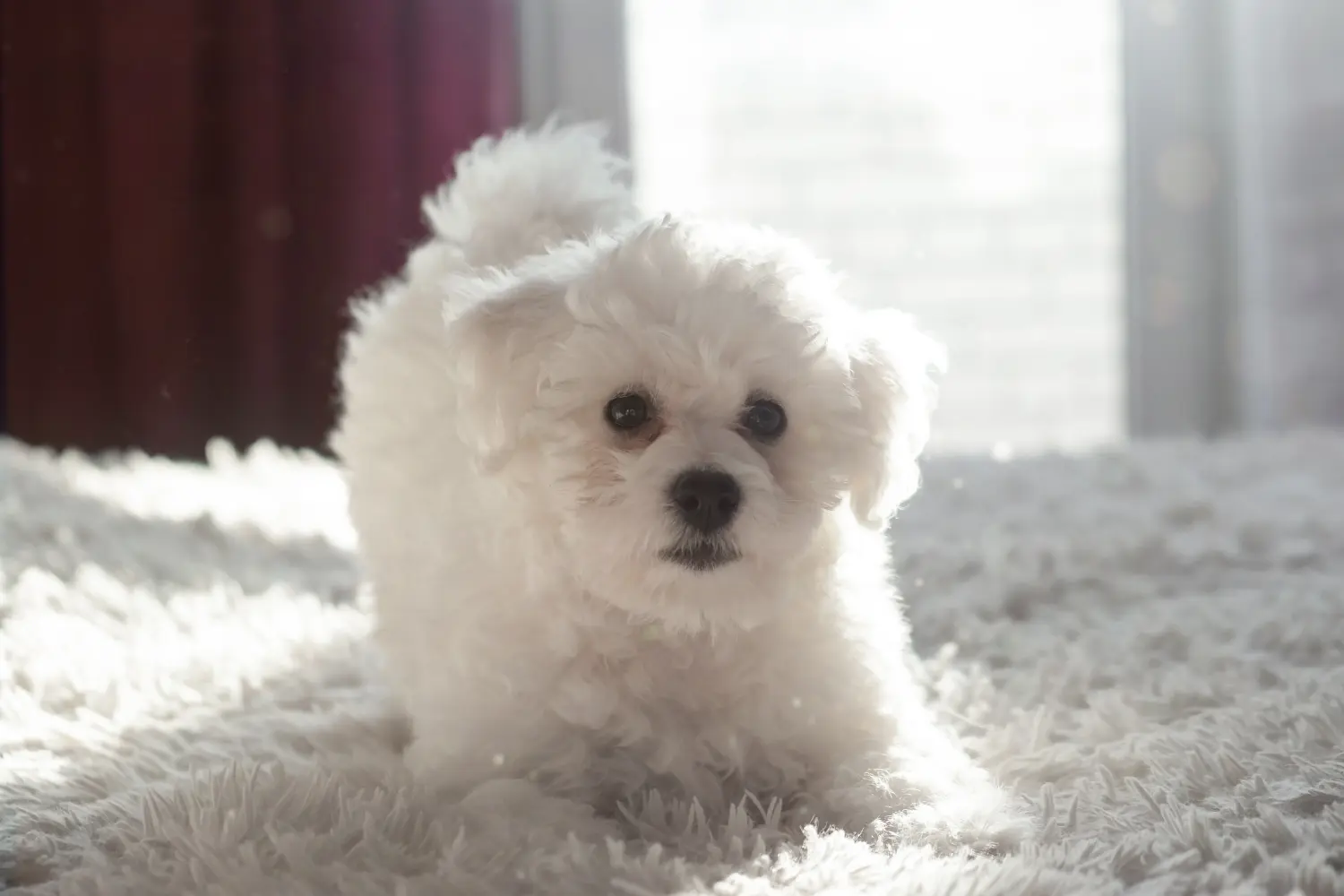 Een Bichon Frisé puppy kopen betekent verantwoordelijkheid nemen! Bichon Frisé puppy kopen.