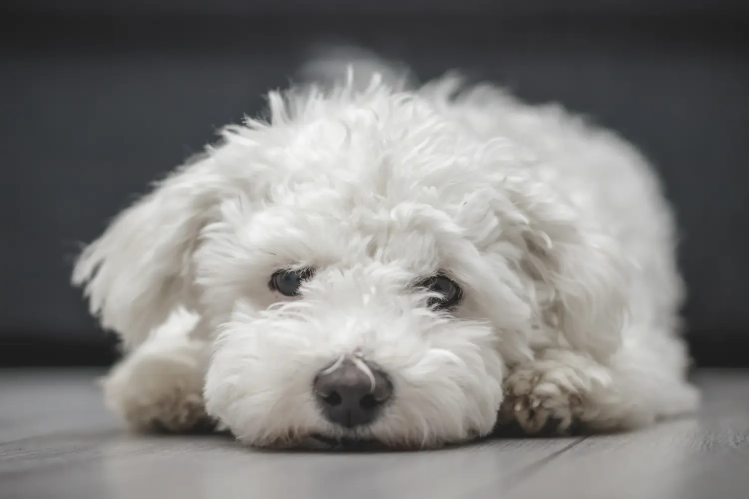 Een Bichon Frisé puppy kopen betekent verantwoordelijkheid nemen! Bichon Frisé puppy kopen.