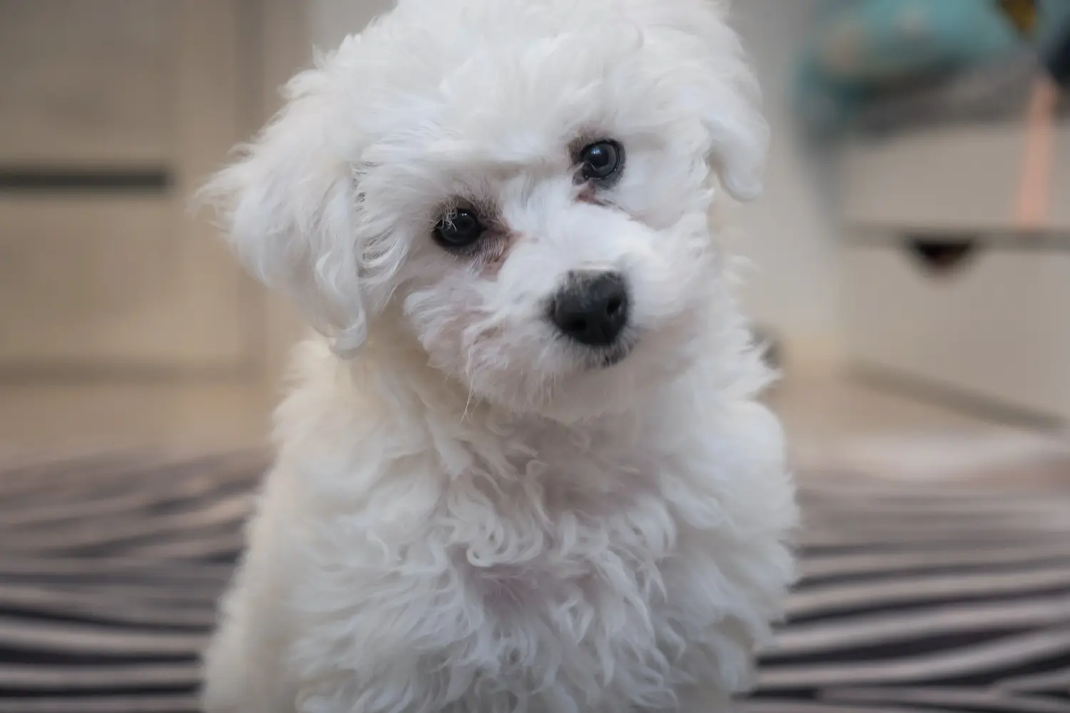 Een Bichon Frisé puppy kopen betekent verantwoordelijkheid nemen! Bichon Frisé puppy kopen.