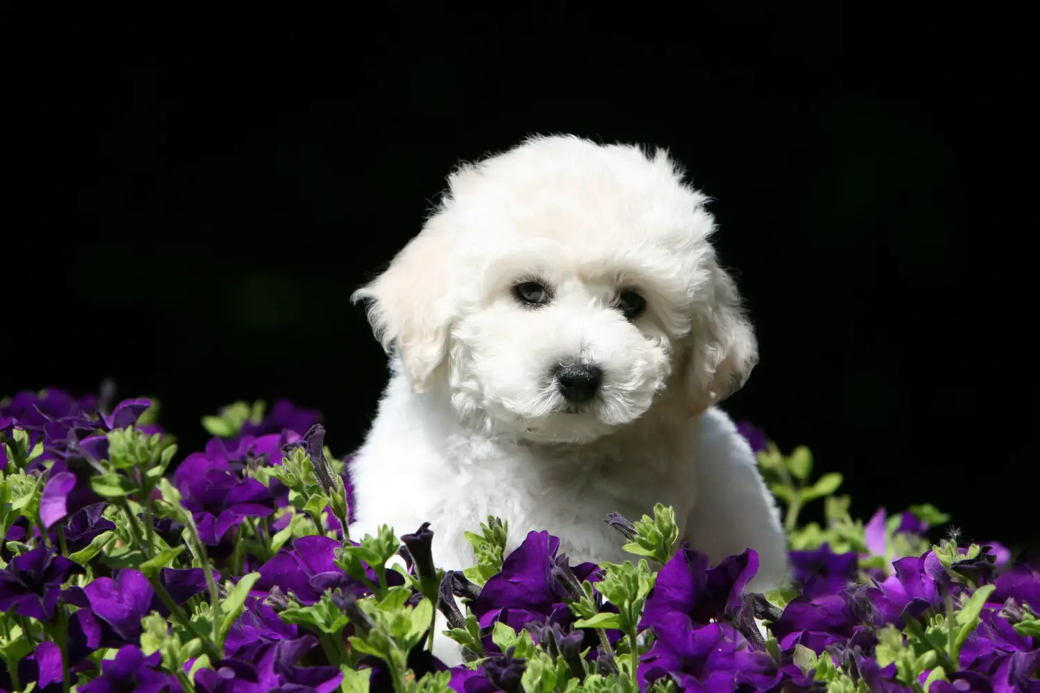 Een Bichon Frisé puppy kopen betekent verantwoordelijkheid nemen! Bichon Frisé puppy kopen.