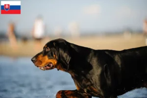Lees meer over het artikel Black and Tan Coonhound fokkers en pups in Slowakije