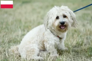 Lees meer over het artikel Bolognezer fokkers en pups in Polen