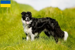 Lees meer over het artikel Border Collie fokkers en pups in Oekraïne