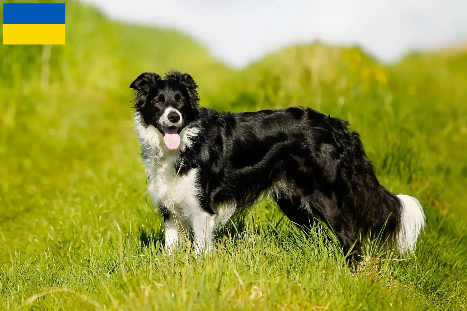 Lees meer over het artikel Border Collie fokkers en pups in Oekraïne