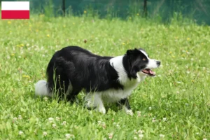 Lees meer over het artikel Border Collie fokkers en pups in Polen
