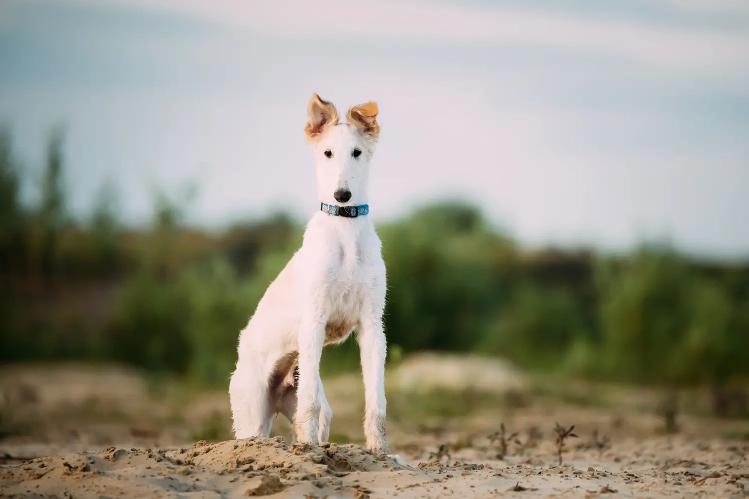 Een borzoi puppy kopen betekent verantwoordelijkheid nemen! Borzoi puppy kopen.