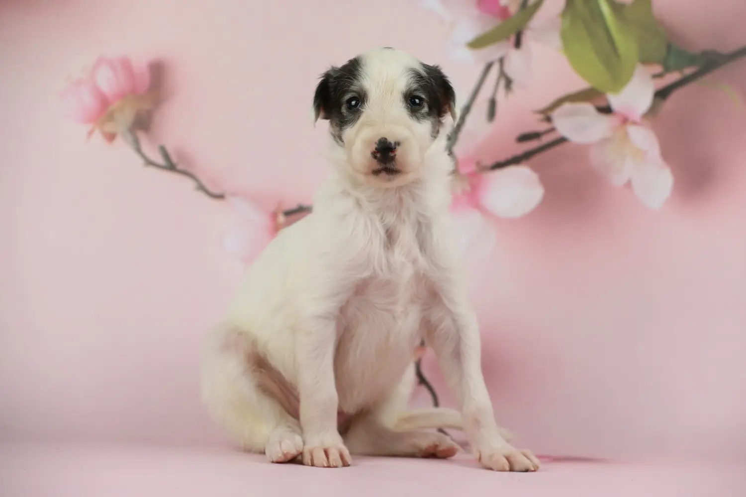 Een borzoi puppy kopen betekent verantwoordelijkheid nemen! Borzoi puppy kopen.