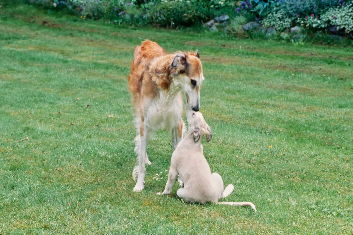 Een borzoi puppy kopen betekent verantwoordelijkheid nemen! Borzoi puppy kopen.