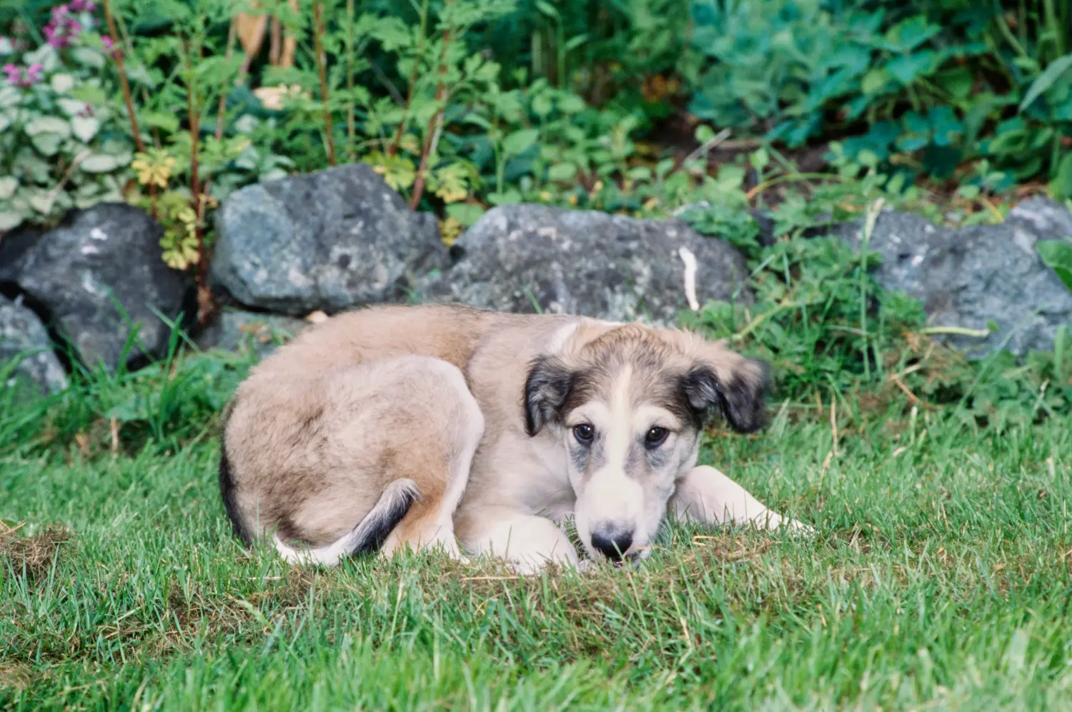 Een borzoi puppy kopen betekent verantwoordelijkheid nemen! Borzoi puppy kopen.