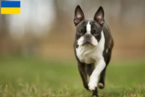 Lees meer over het artikel Boston Terrier fokkers en pups in Oekraïne