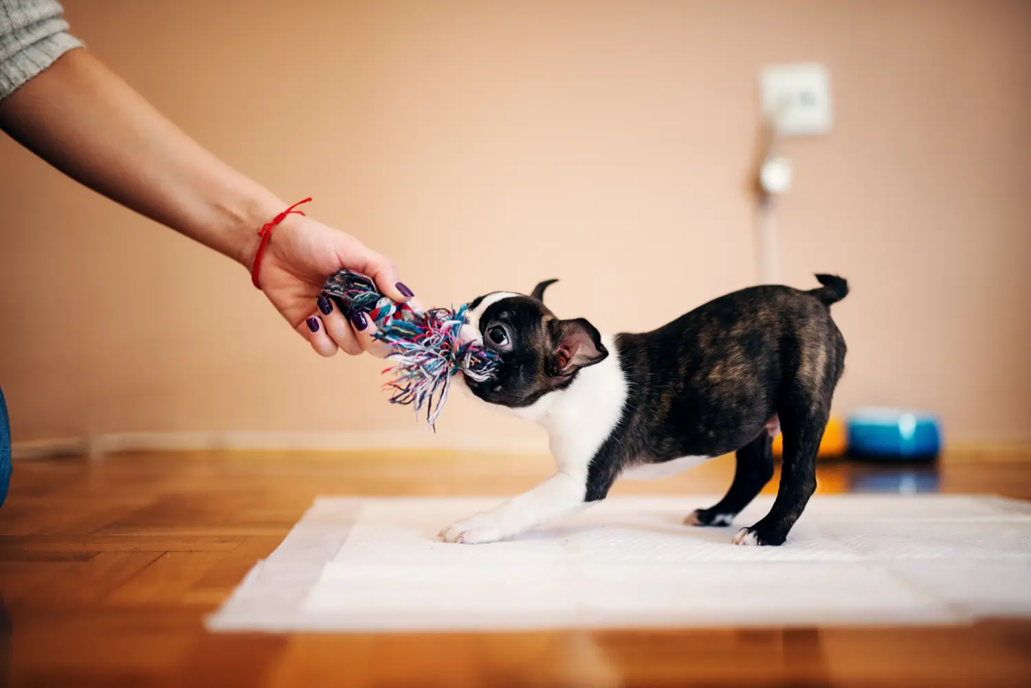 Een Boston Terrier puppy kopen betekent verantwoordelijkheid nemen! Boston Terrier puppy kopen.