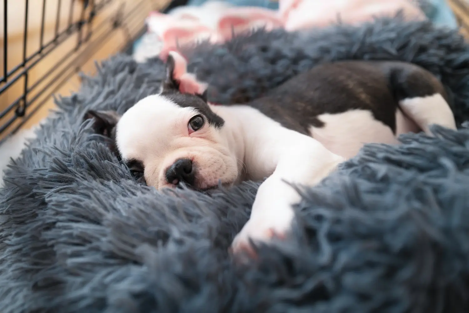 Een Boston Terrier puppy kopen betekent verantwoordelijkheid nemen! Boston Terrier puppy kopen.
