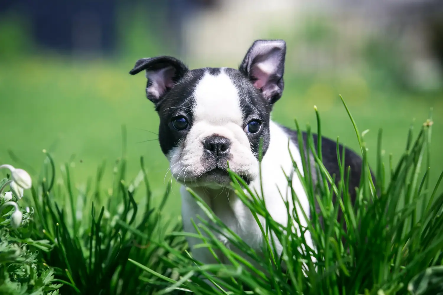 Een Boston Terrier puppy kopen betekent verantwoordelijkheid nemen! Boston Terrier puppy kopen.