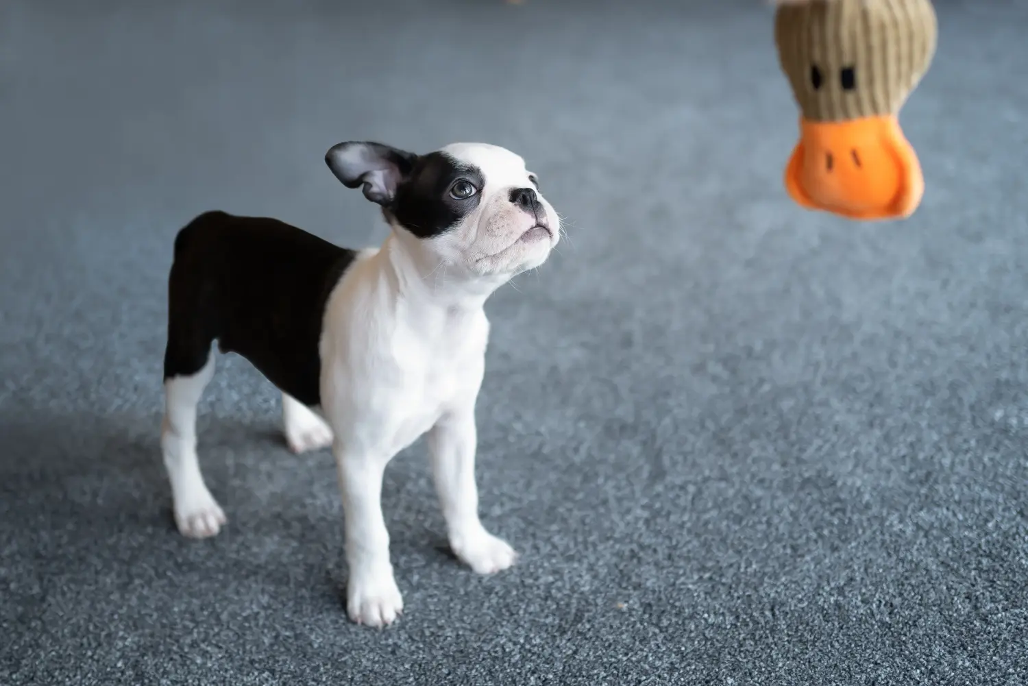 Een Boston Terrier puppy kopen betekent verantwoordelijkheid nemen! Boston Terrier puppy kopen.