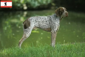Lees meer over het artikel Braque français type Pyrénées fokkers en puppies in Berlijn