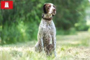 Lees meer over het artikel Braque français type Pyrénées fokkers en pups in Hamburg