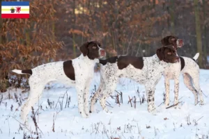 Lees meer over het artikel Braque français type Pyrénées fokkers en pups in Mecklenburg-Vorpommern