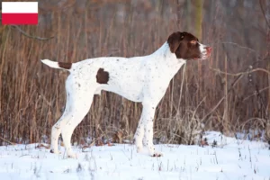 Lees meer over het artikel Braque français type Pyrénées fokkers en pups in Polen