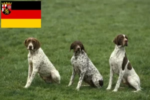 Lees meer over het artikel Braque français type Pyrénées fokkers en pups in Rijnland-Palts