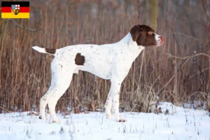 Lees meer over het artikel Braque français type Pyrénées fokkers en pups in Saarland
