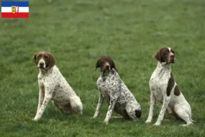 Lees meer over het artikel Braque français type Pyrénées fokkers en puppies in Sleeswijk-Holstein