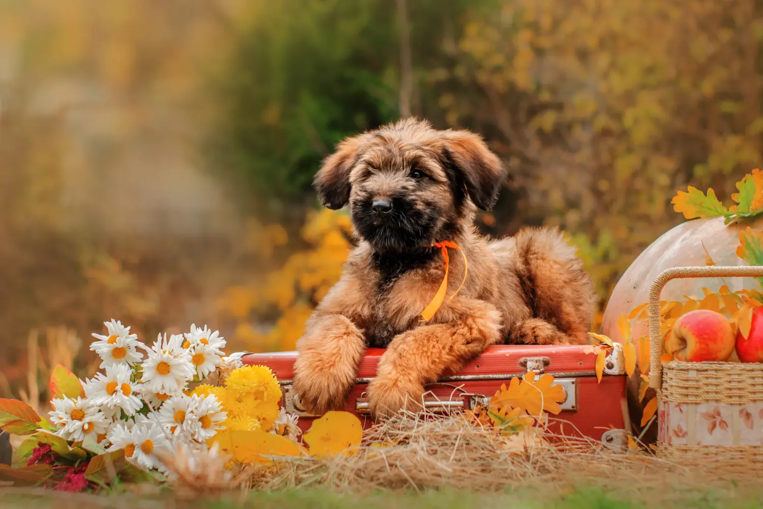 Een Briard puppy kopen betekent verantwoordelijkheid nemen! Briard puppy's kopen.