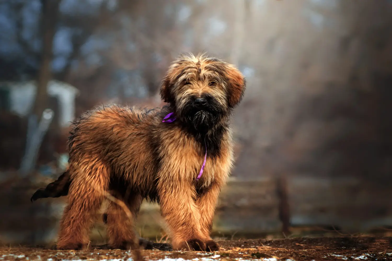 Een Briard puppy kopen betekent verantwoordelijkheid nemen! Briard puppy's kopen.