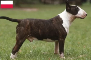 Lees meer over het artikel Bull Terrier fokkers en puppies in Polen