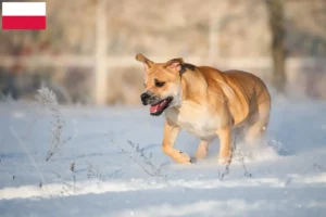 Lees meer over het artikel Ca de Bou fokkers en pups in Polen