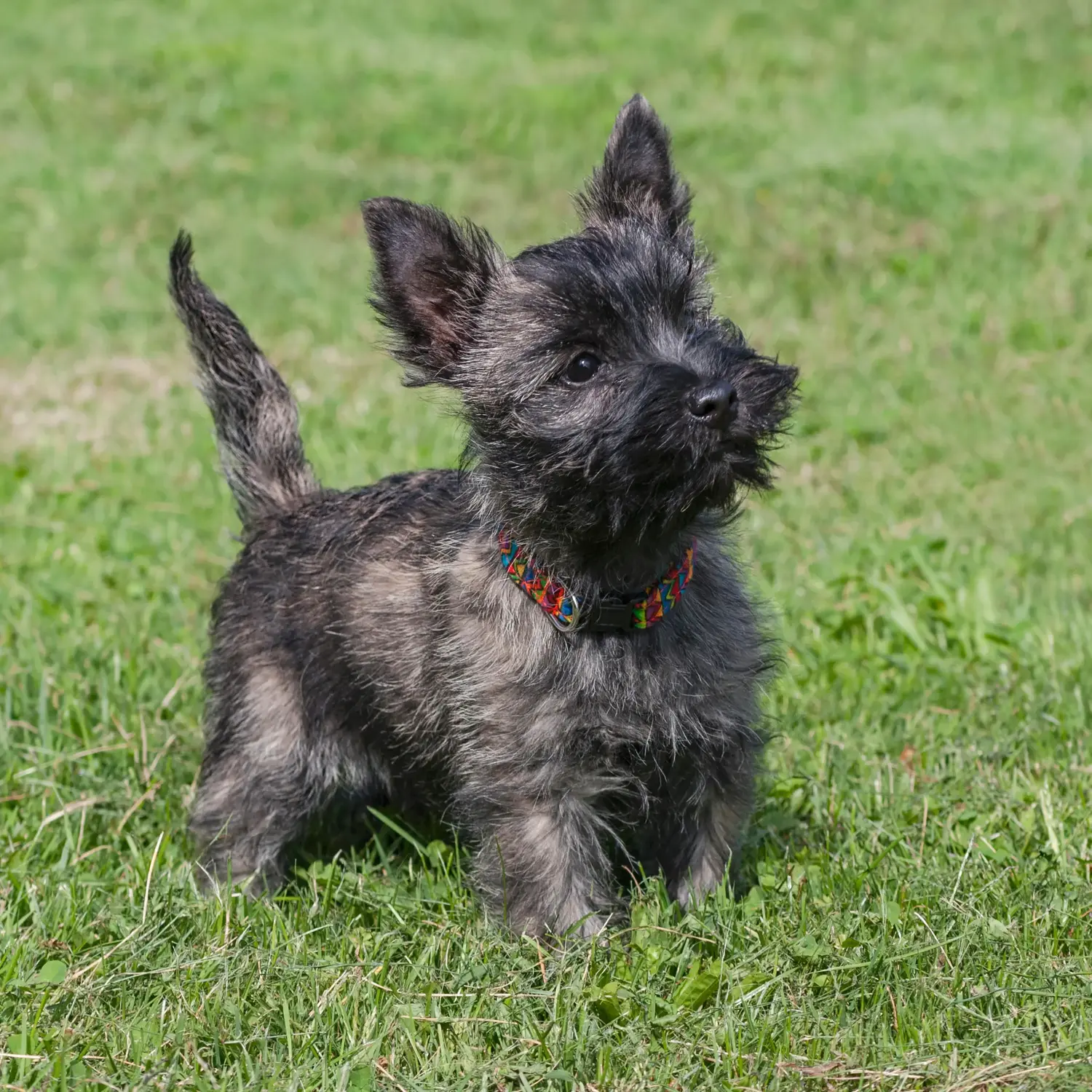 Een Cairn Terrier puppy kopen betekent verantwoordelijkheid nemen! Cairn Terrier puppy kopen.
