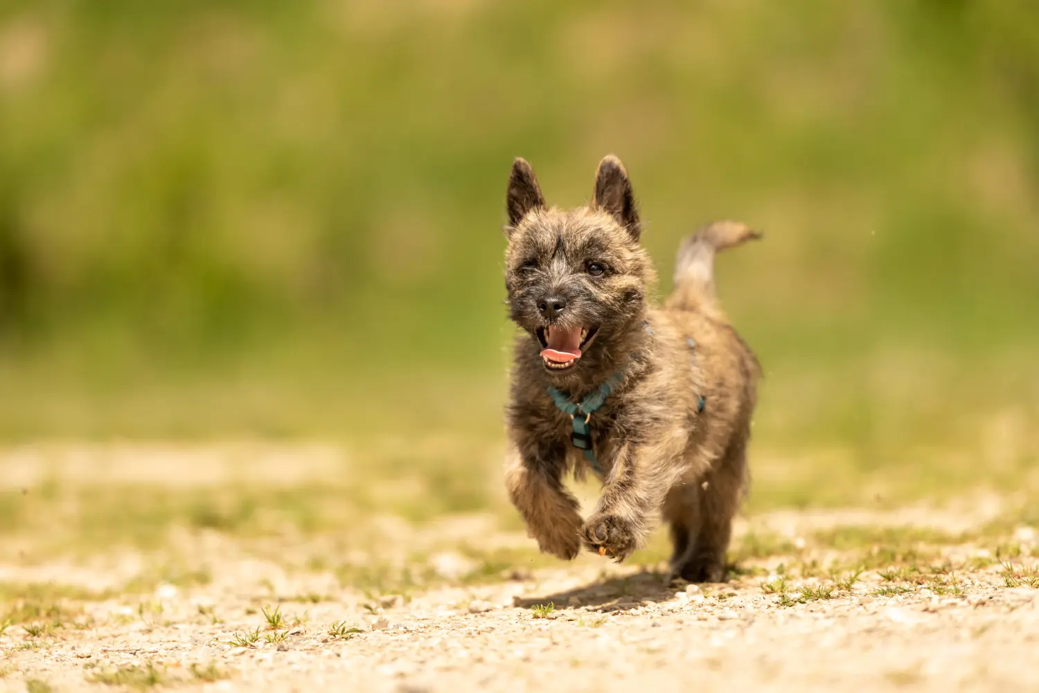 Een Cairn Terrier puppy kopen betekent verantwoordelijkheid nemen! Cairn Terrier puppy kopen.