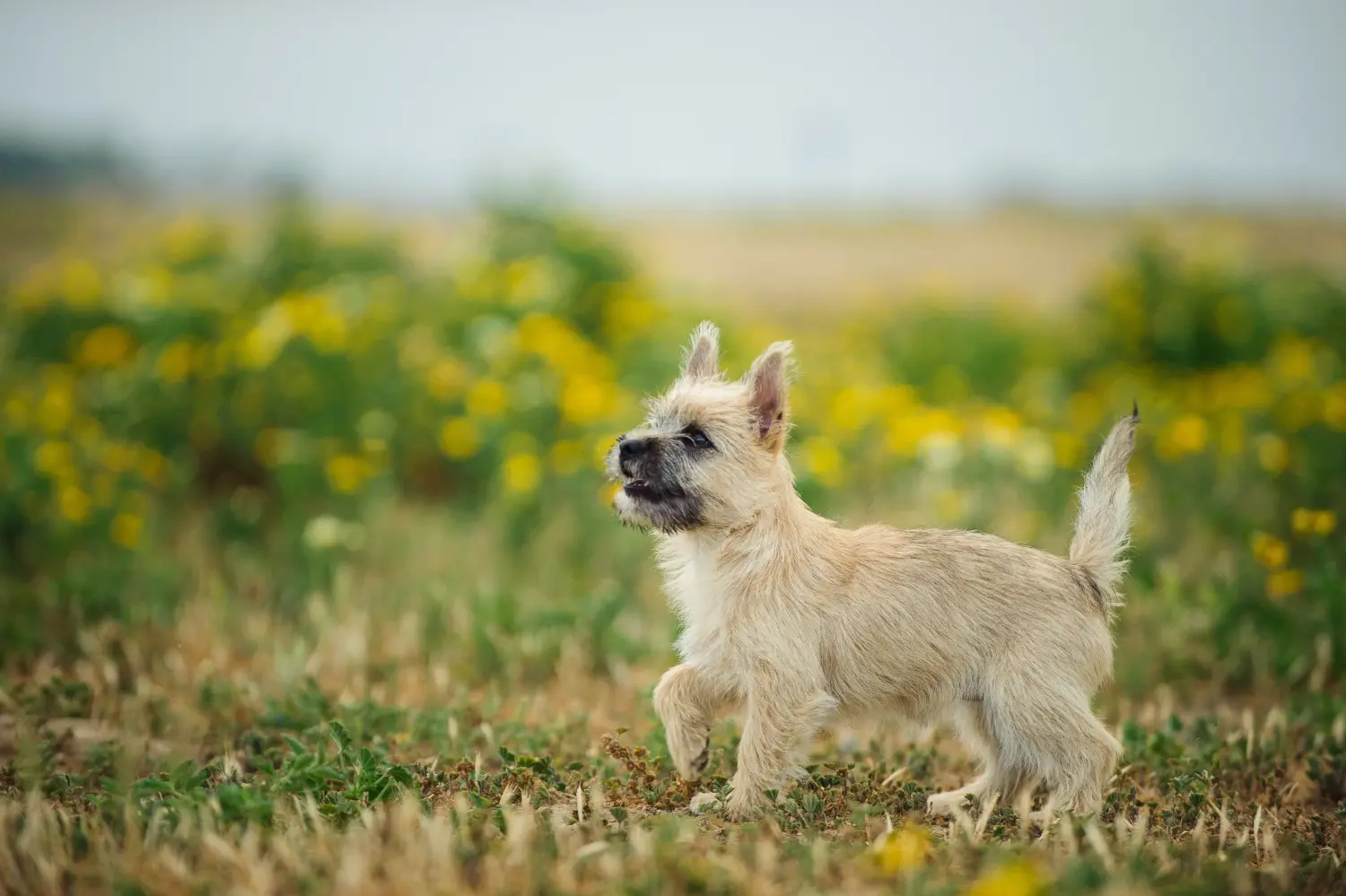 Een Cairn Terrier puppy kopen betekent verantwoordelijkheid nemen! Cairn Terrier puppy kopen.