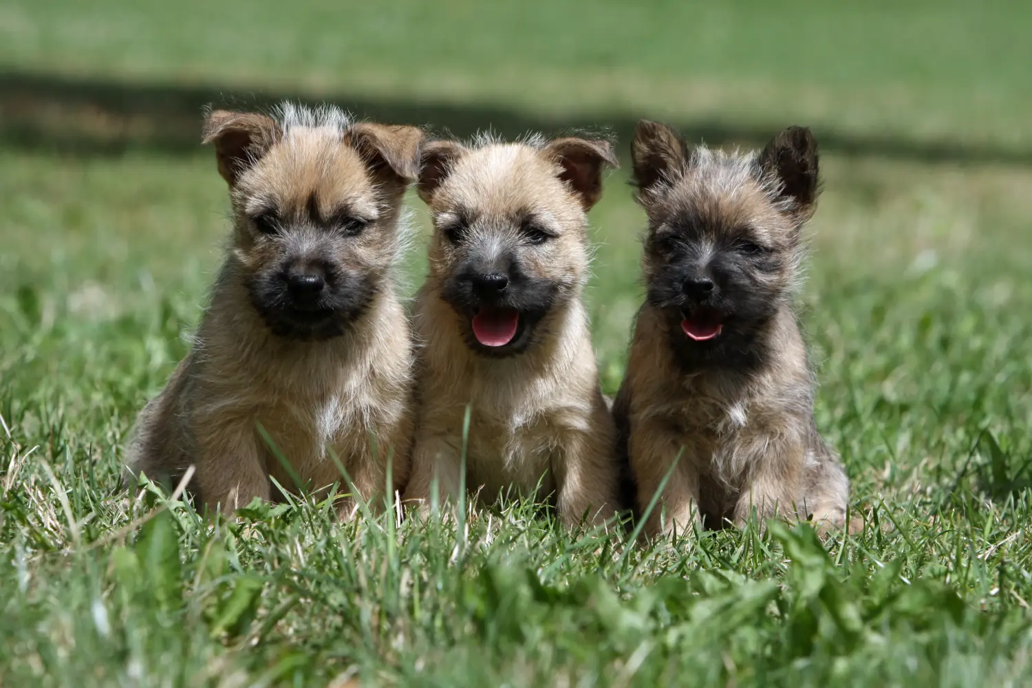 Een Cairn Terrier puppy kopen betekent verantwoordelijkheid nemen! Cairn Terrier puppy kopen.