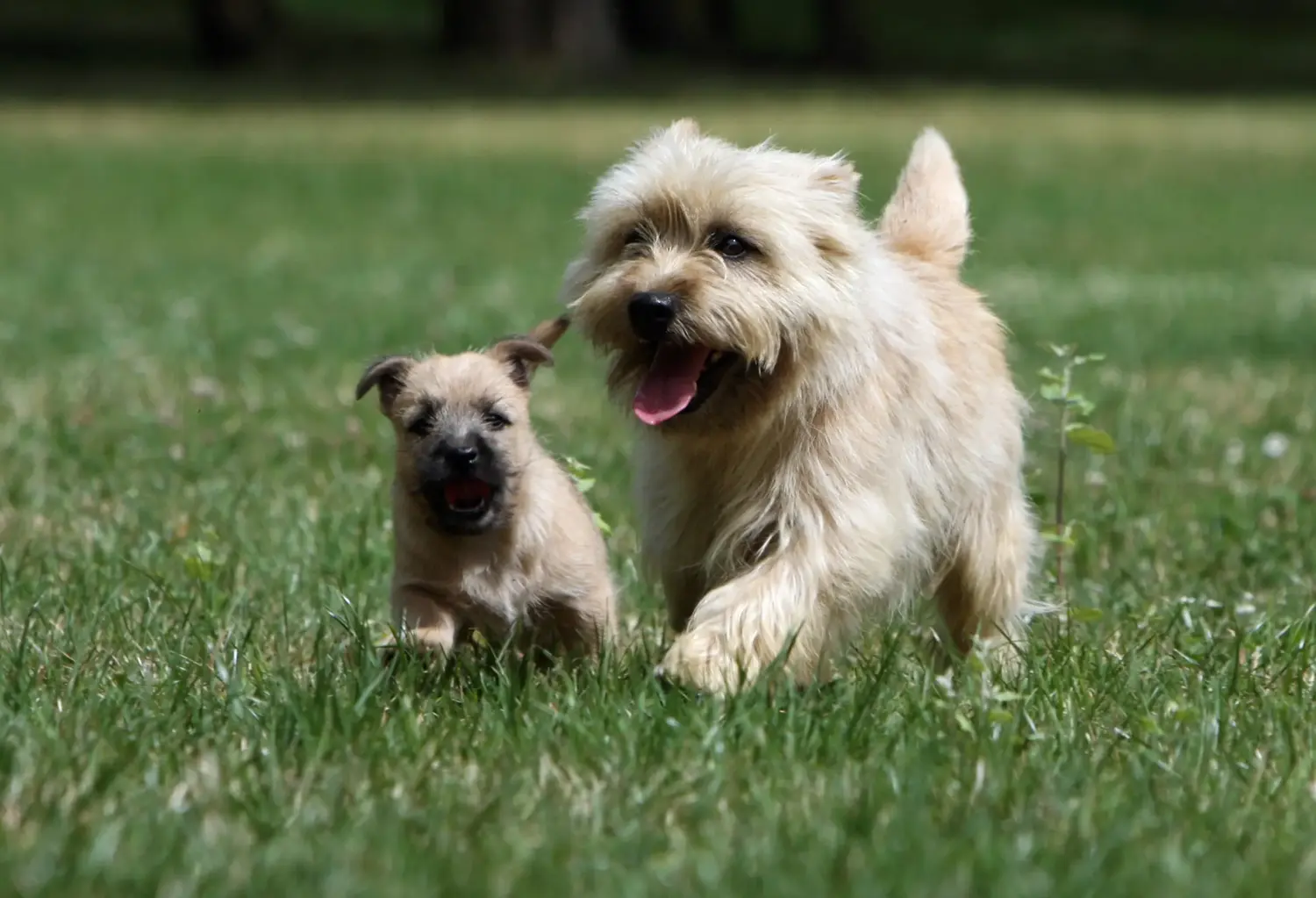 Een Cairn Terrier puppy kopen betekent verantwoordelijkheid nemen! Cairn Terrier puppy kopen.