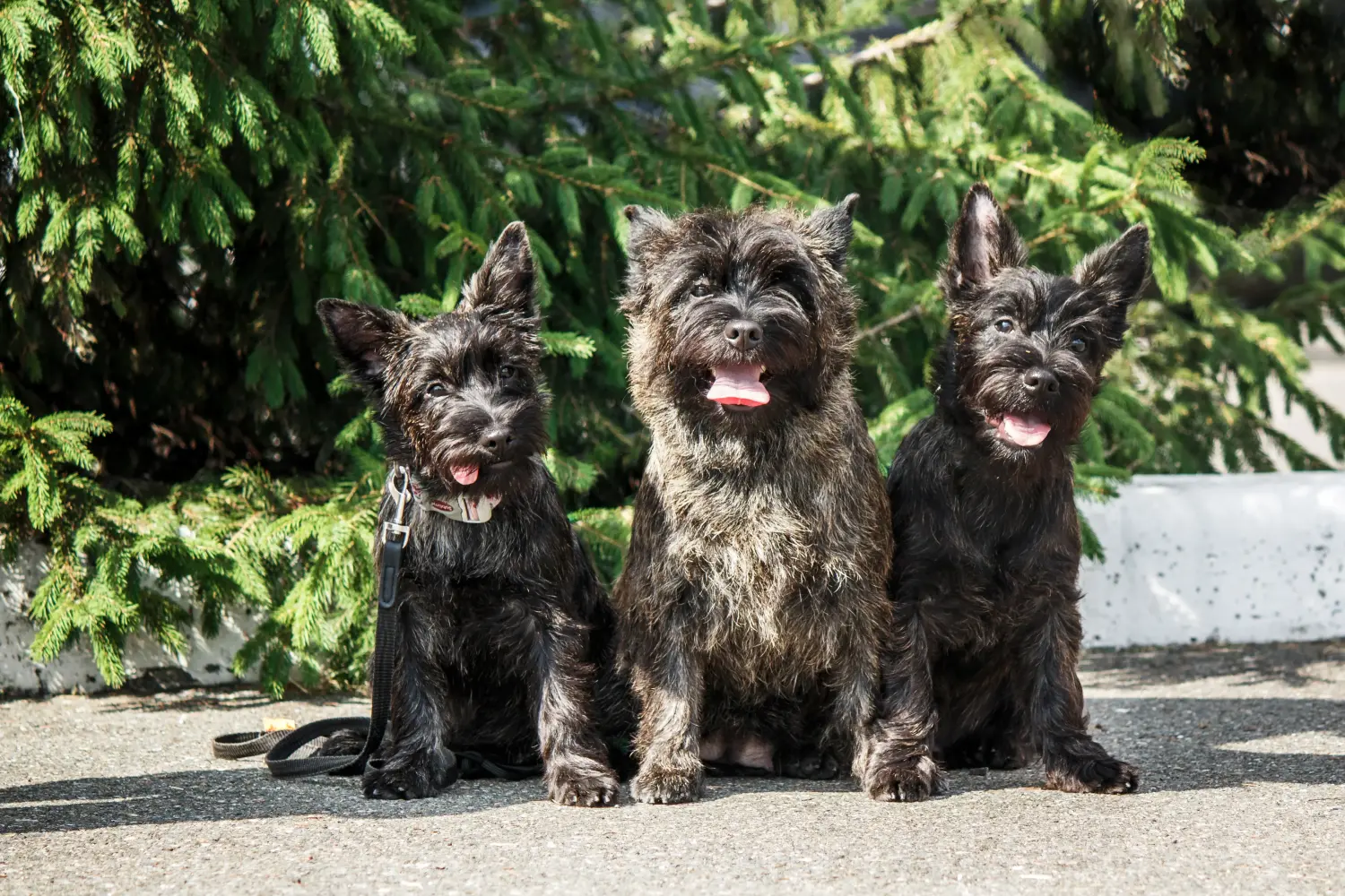 Een Cairn Terrier puppy kopen betekent verantwoordelijkheid nemen! Cairn Terrier puppy kopen.