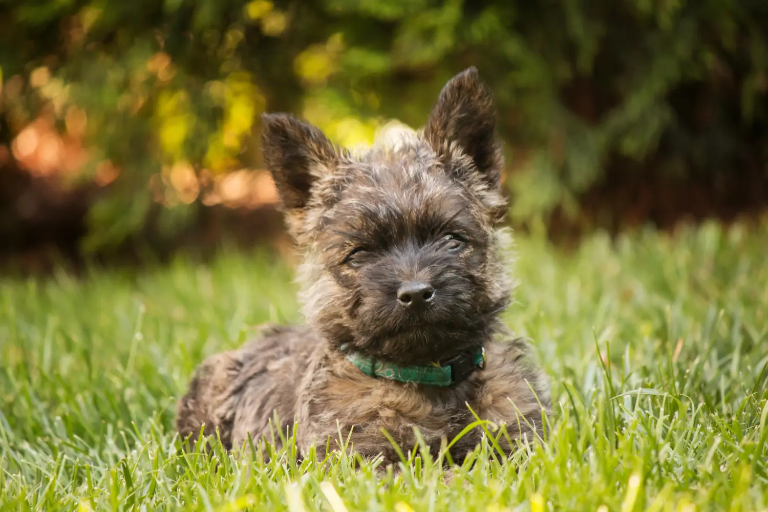 Een Cairn Terrier puppy kopen betekent verantwoordelijkheid nemen! Cairn Terrier puppy kopen.