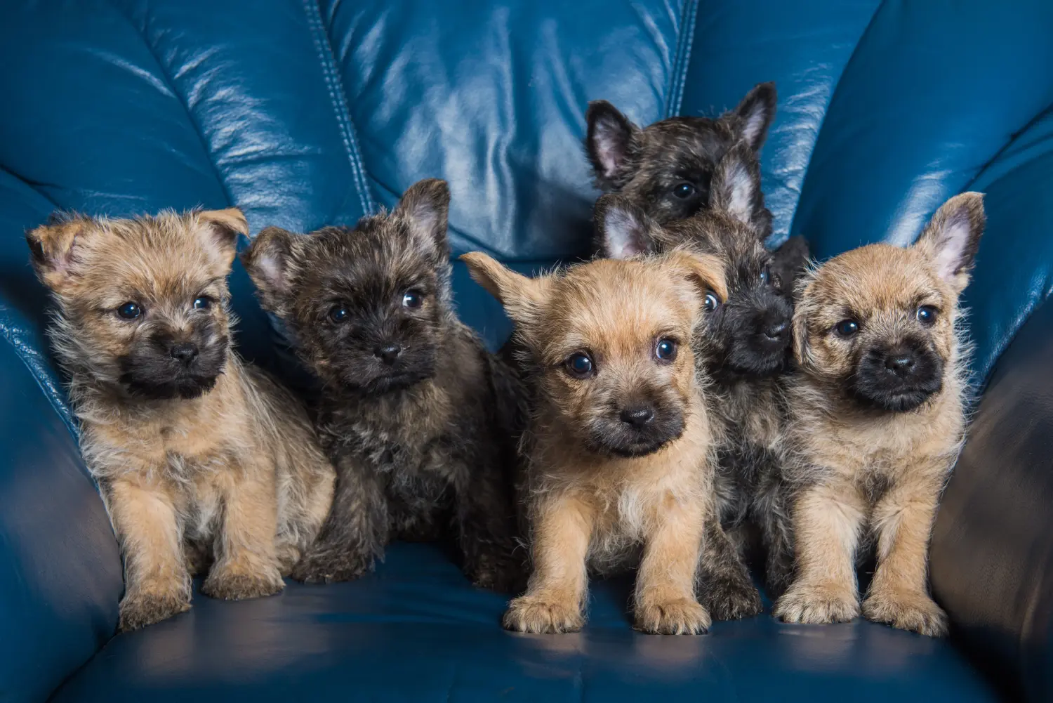 Een Cairn Terrier puppy kopen betekent verantwoordelijkheid nemen! Cairn Terrier puppy kopen.