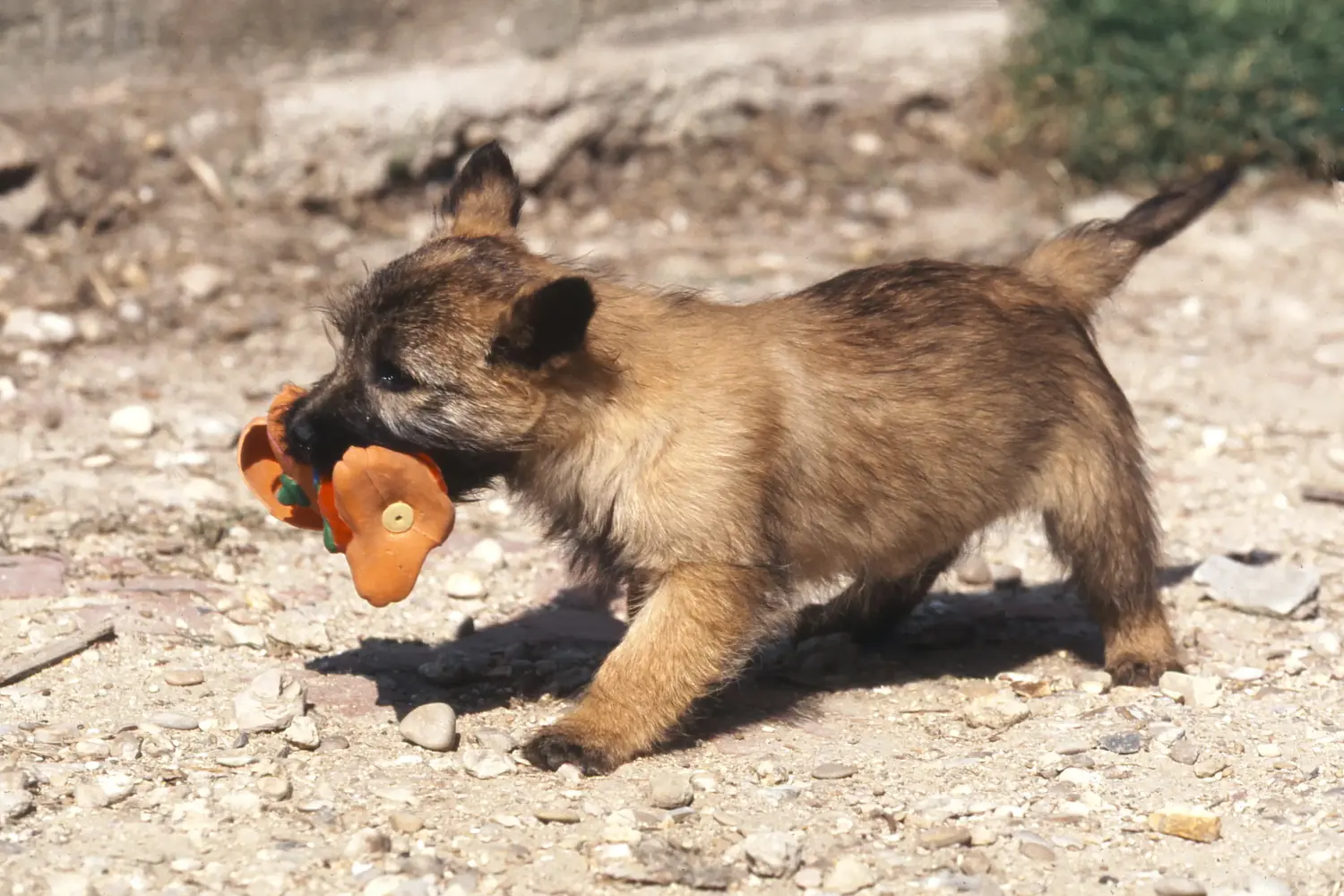 Een Cairn Terrier puppy kopen betekent verantwoordelijkheid nemen! Cairn Terrier puppy kopen.