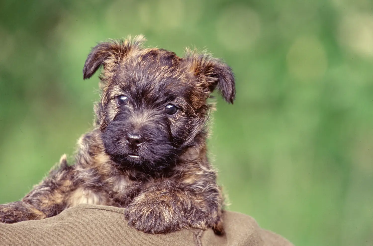Een Cairn Terrier puppy kopen betekent verantwoordelijkheid nemen! Cairn Terrier puppy kopen.