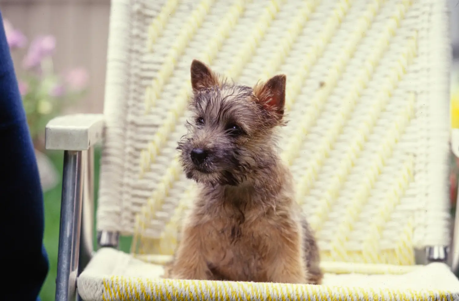 Een Cairn Terrier puppy kopen betekent verantwoordelijkheid nemen! Cairn Terrier puppy kopen.
