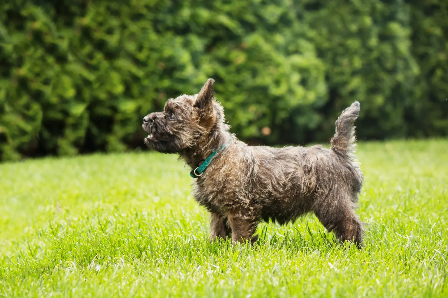 Een Cairn Terrier puppy kopen betekent verantwoordelijkheid nemen! Cairn Terrier puppy kopen.
