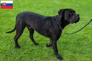 Lees meer over het artikel Cane Corso Italiano fokkers en pups in Slowakije