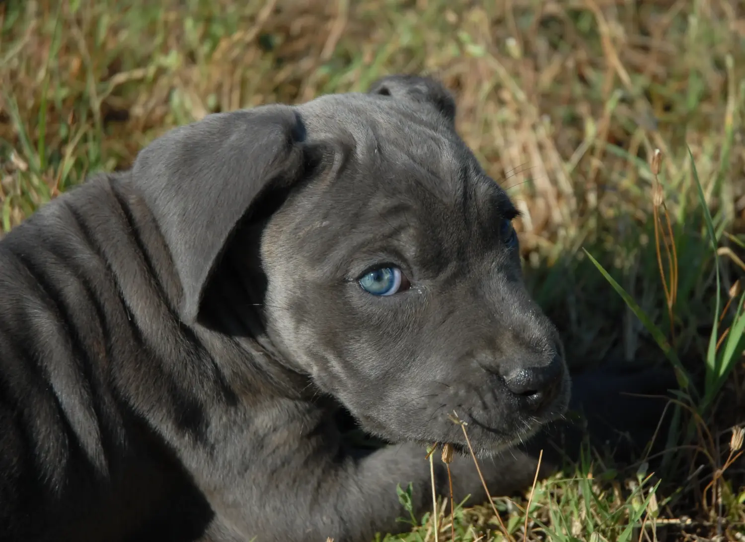 Een Cane Corso Italiano puppy kopen betekent verantwoordelijkheid nemen! Cane Corso Italiano puppy kopen.