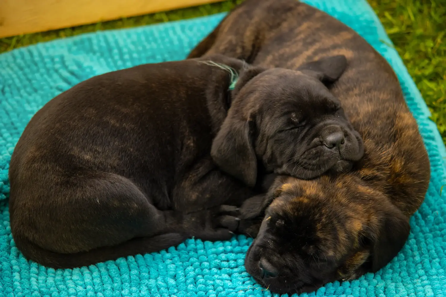 Een Cane Corso Italiano puppy kopen betekent verantwoordelijkheid nemen! Cane Corso Italiano puppy kopen.