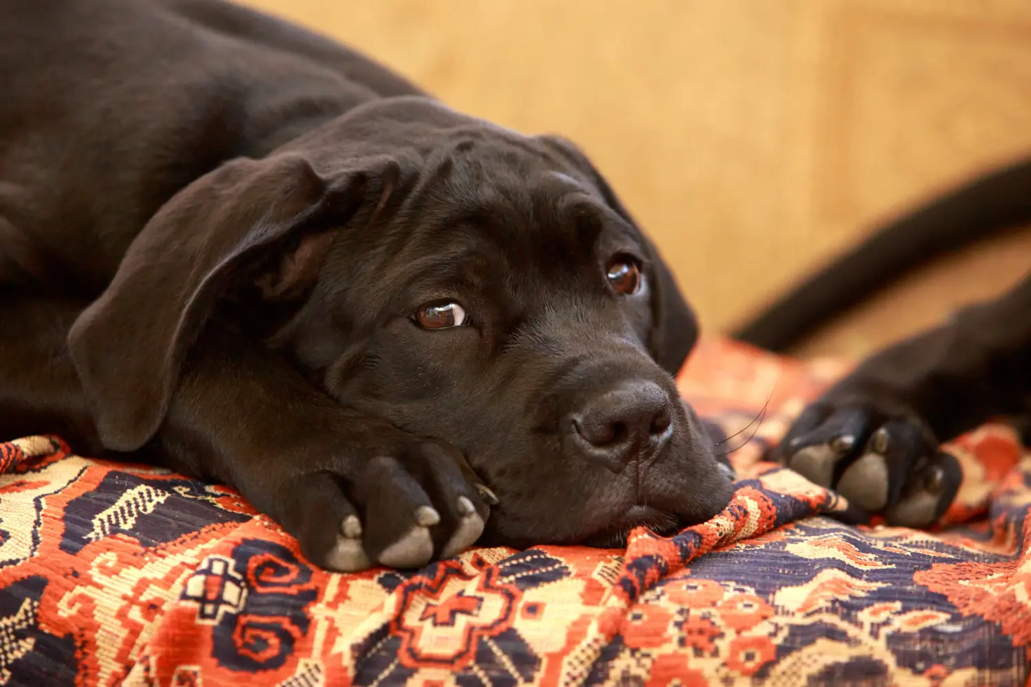 Een Cane Corso Italiano puppy kopen betekent verantwoordelijkheid nemen! Cane Corso Italiano puppy kopen.